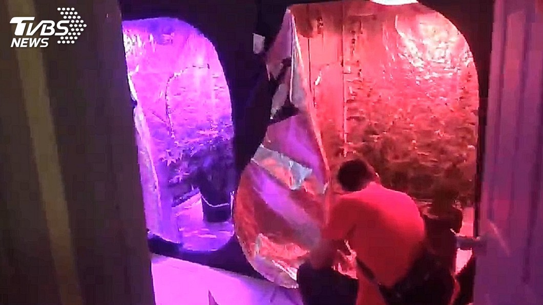 情侶檔大樓租屋種大麻 警方循線逮人送辦
