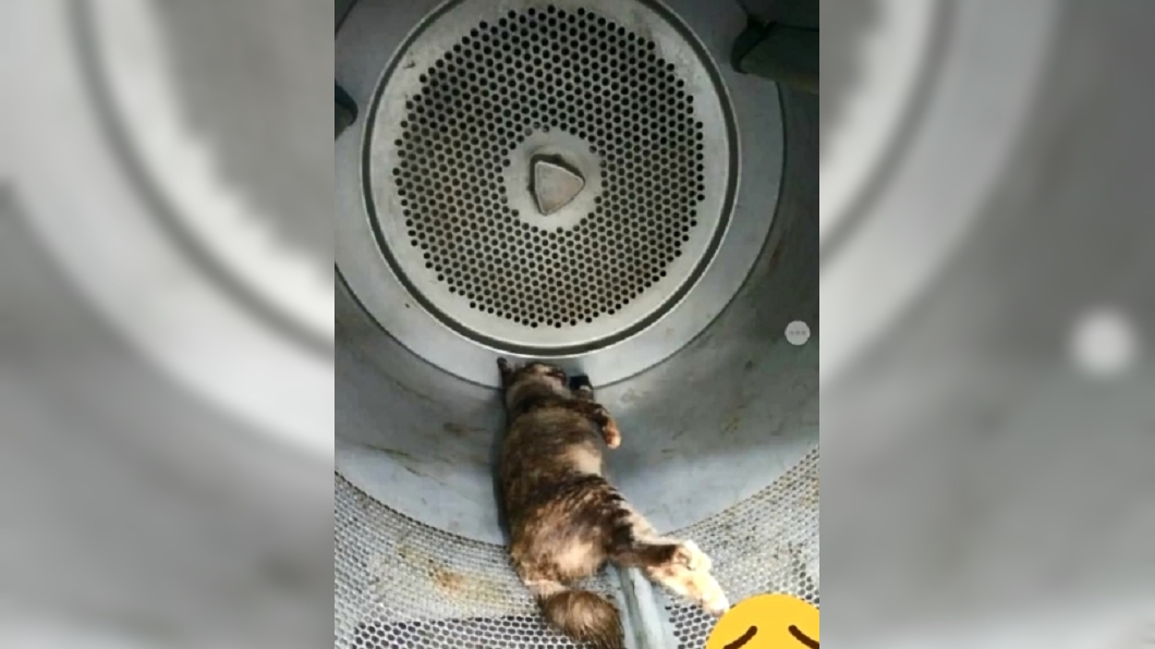 太惡劣!2渣男將懷孕母貓丟烘乾機活活烘死