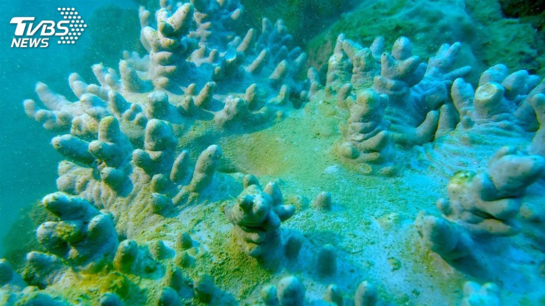 墾丁珊瑚被沙覆蓋 潛水教練籲手輕撥助呼吸
