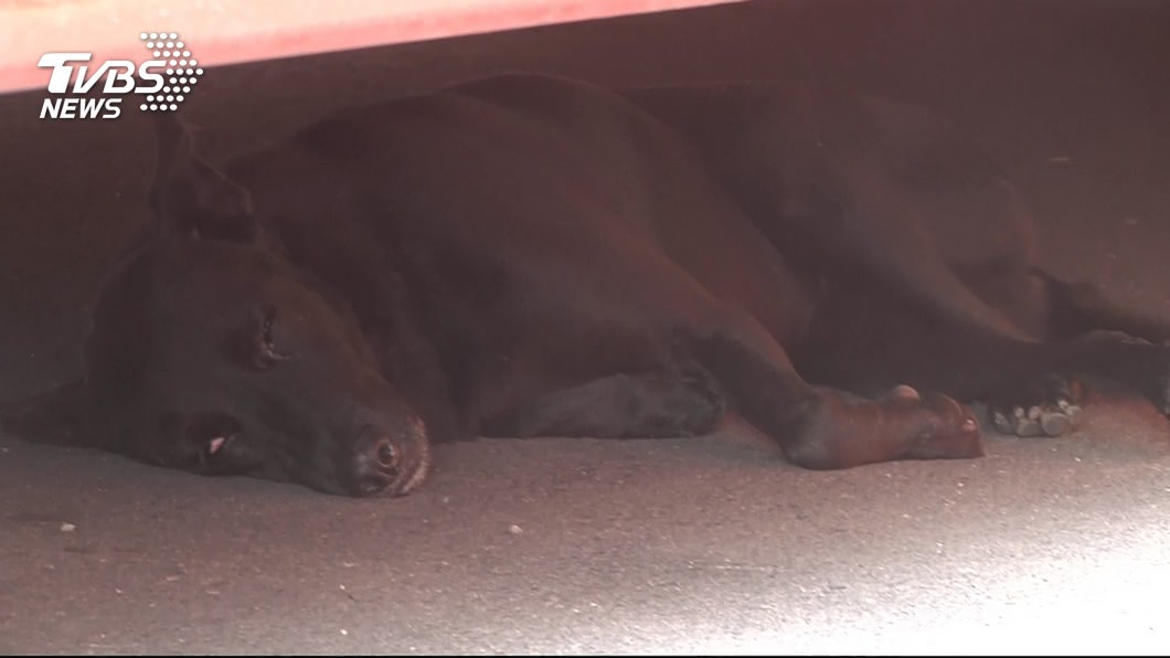 越南防狂犬病　流浪狗逾3天無人認領將撲殺