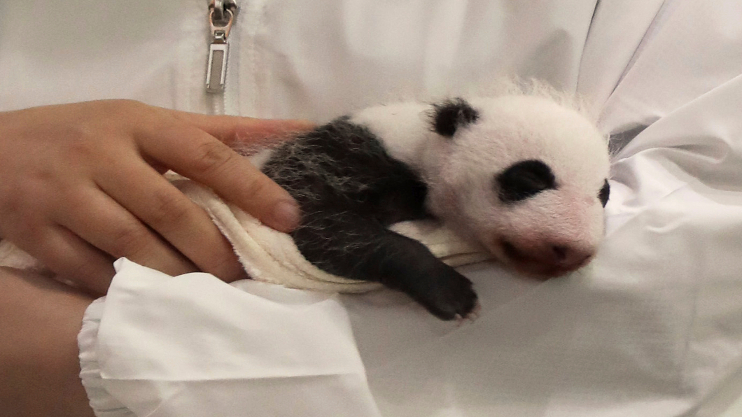 日本和歌山動物園 731公克小貓熊.模樣嬌