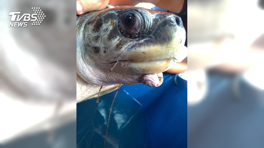 心疼!瀕危海龜誤食魚鉤 口腔內藏20公分魚線