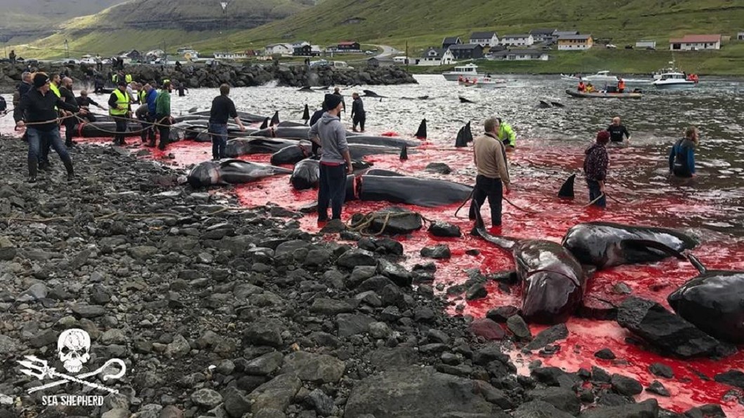 圖/翻攝自「Sea Shepherd UK」臉書