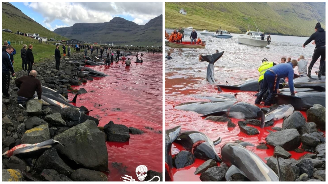 圖/翻攝自「Sea Shepherd UK」臉書