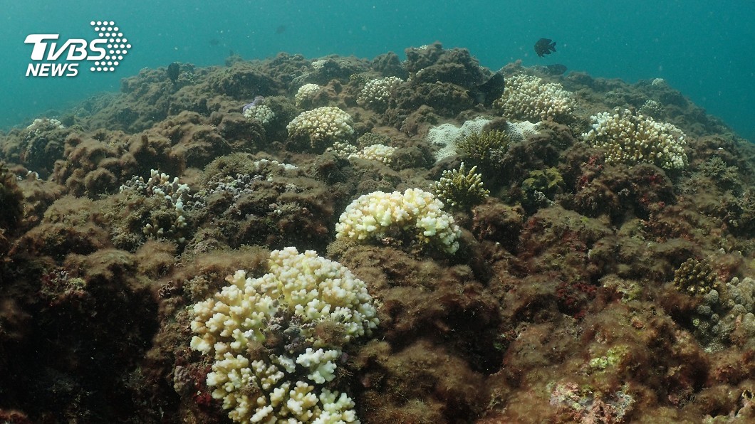 海洋高溫 中研院記錄北台灣首次大規模珊瑚白化