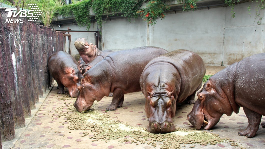 河馬排便有特性　動物園9/21清洗大水池