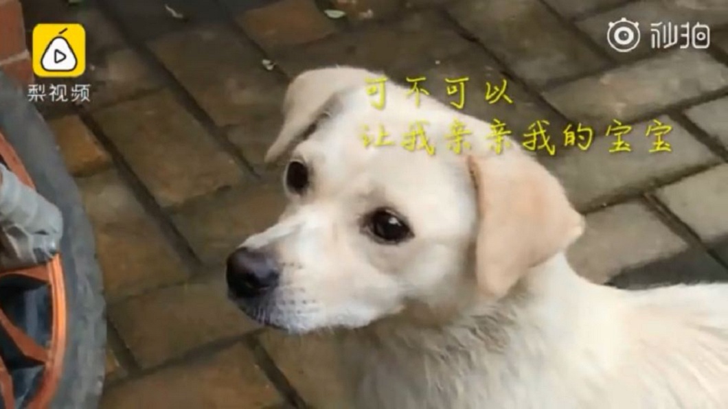 超催淚!寶寶被收養狗媽媽不捨 舔臉吻別「照顧好自己」