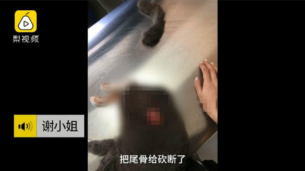 貓咪最後傷勢過重不幸死亡。(圖/翻攝自梨視頻)
