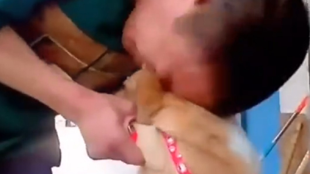 被迫分離！愛犬淚眼哀求　鐵漢主人淚崩：要乖乖聽話