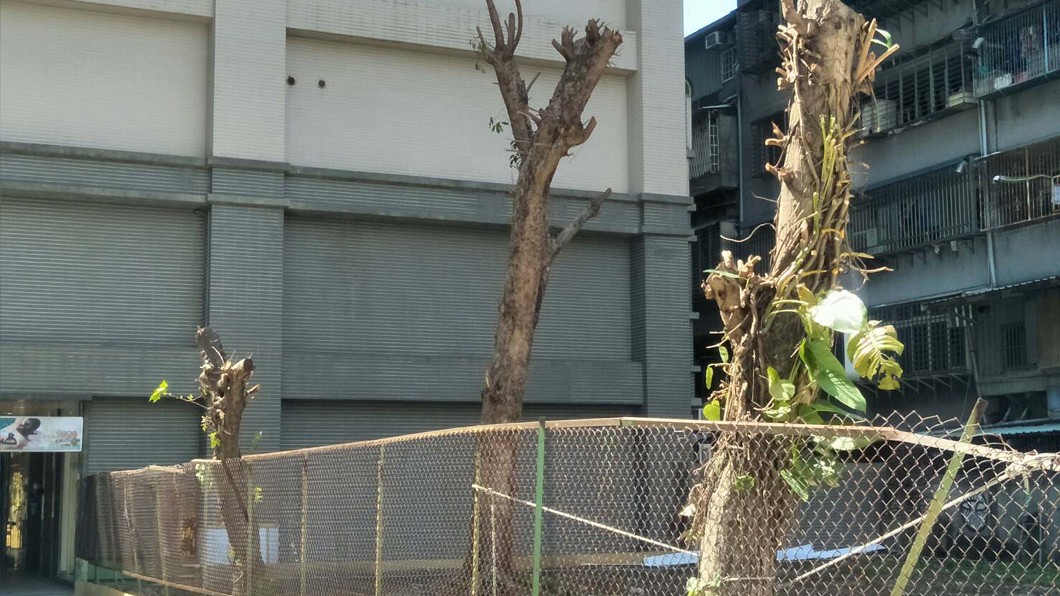 都市行道樹維護3大問題 活上百歲不容易