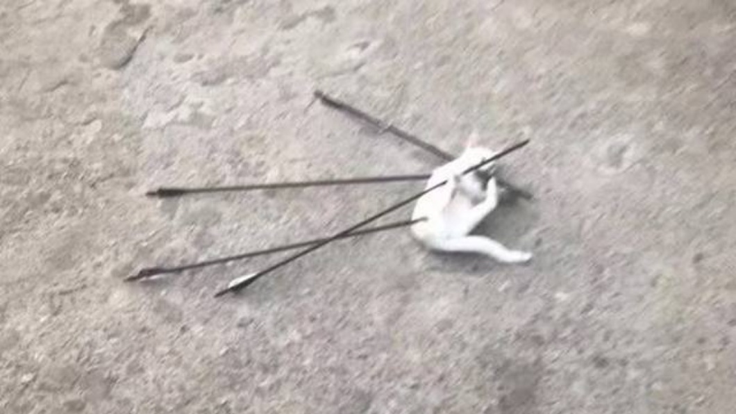 異色瞳白貓遭「四箭穿身慘死」　殘忍大一生速遭退學！
