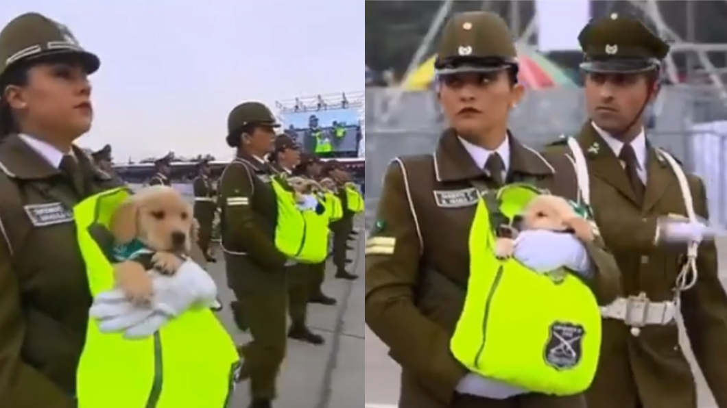 智利國慶警犬寶寶萌翻天　網讚：女警竟還憋得住！