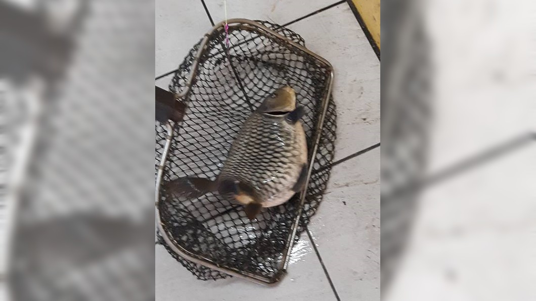釣竿「拖5分鐘」蝦池拉出大鯉魚 網友揭釣蝦場放魚原因