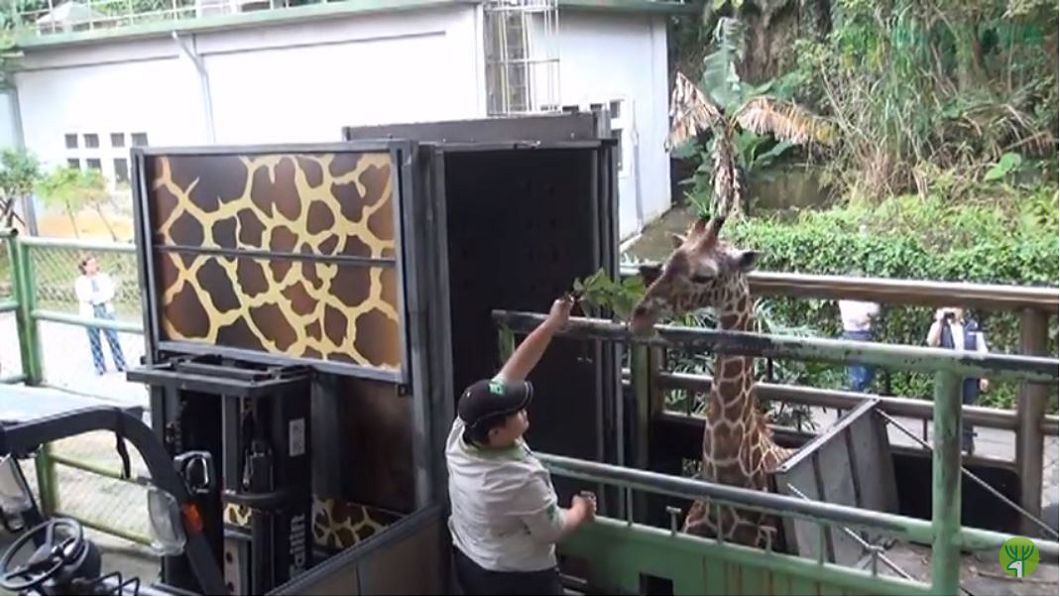 宵順被運送到台南的畫面。圖/台北市立動物園,YT