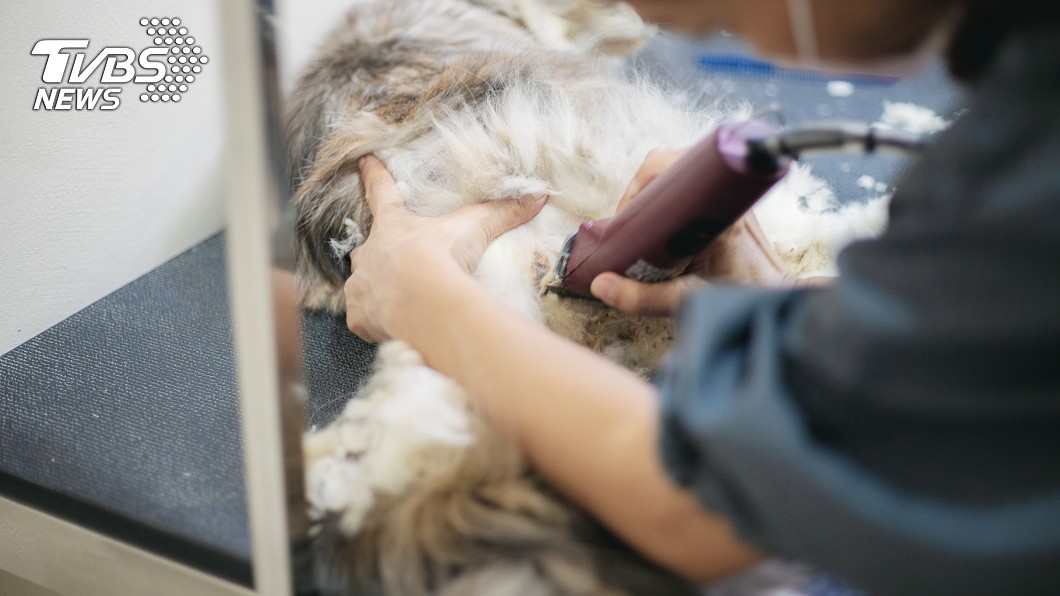 近50隻狗美容後慘死 飼主氣炸寵物店解釋:會調查死因