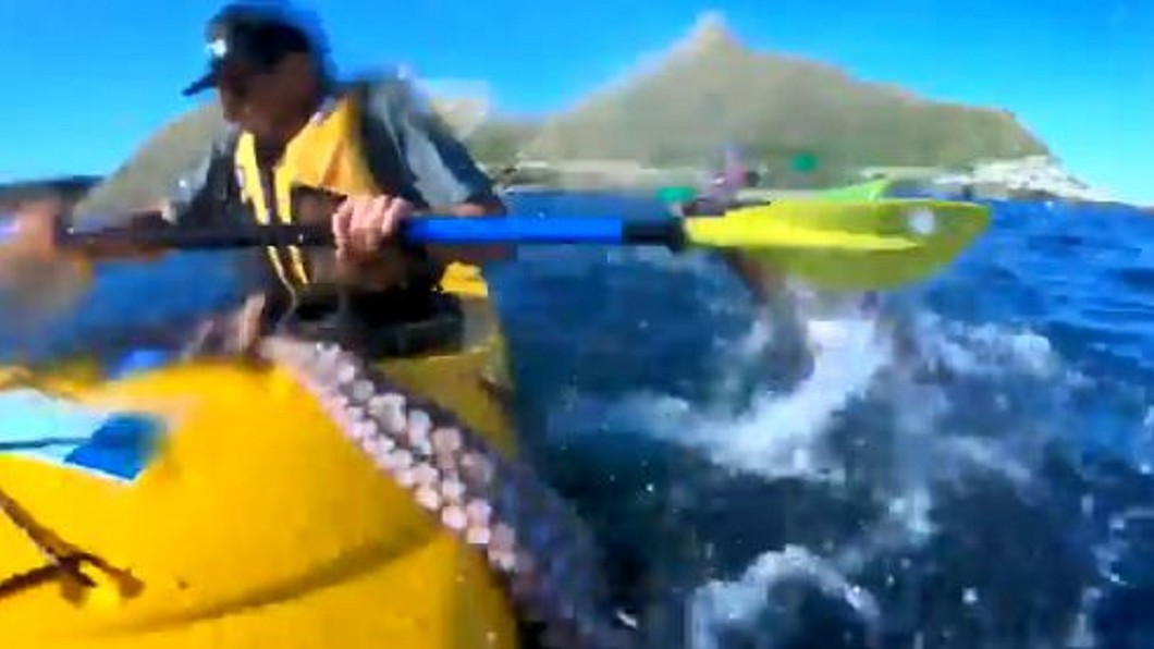 紐西蘭船手海上奇遇 海豹拿章魚甩他巴掌
