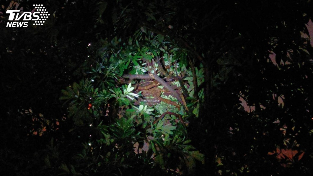 同伴被捲死!虎頭蜂組復仇聯盟 狂螫8學生「巢被摘了」