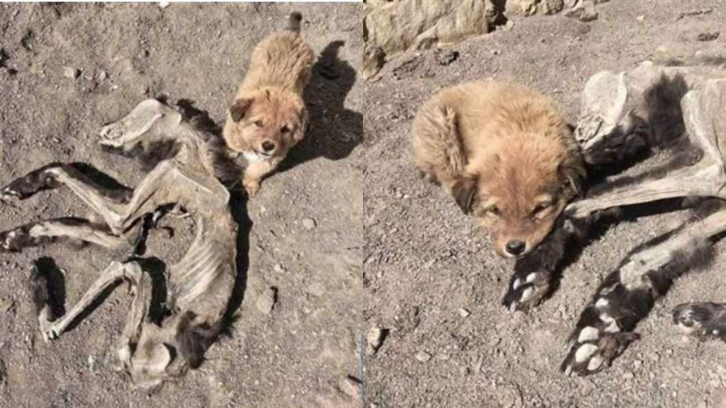 「死守風乾母犬屍」幼犬2照瘋傳　網友悲：血濃於水