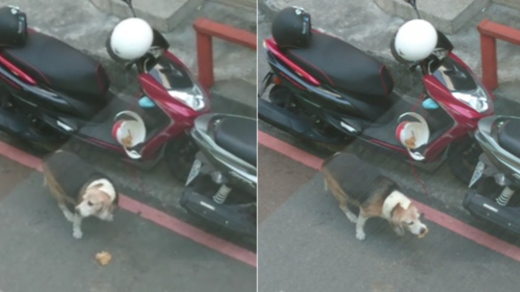 你炸雞被吃了!店員急找車主 看到「現行犯」笑翻