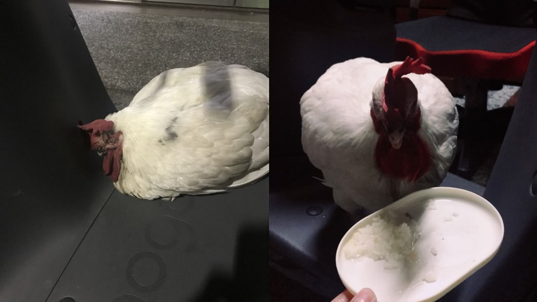 深夜撿到一隻白雞　她想飼養被警告：不能亂撿恐招禍