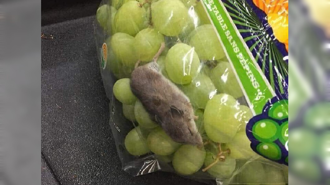 療癒!牠熟睡在葡萄袋中 他嘆:不忍心吵醒