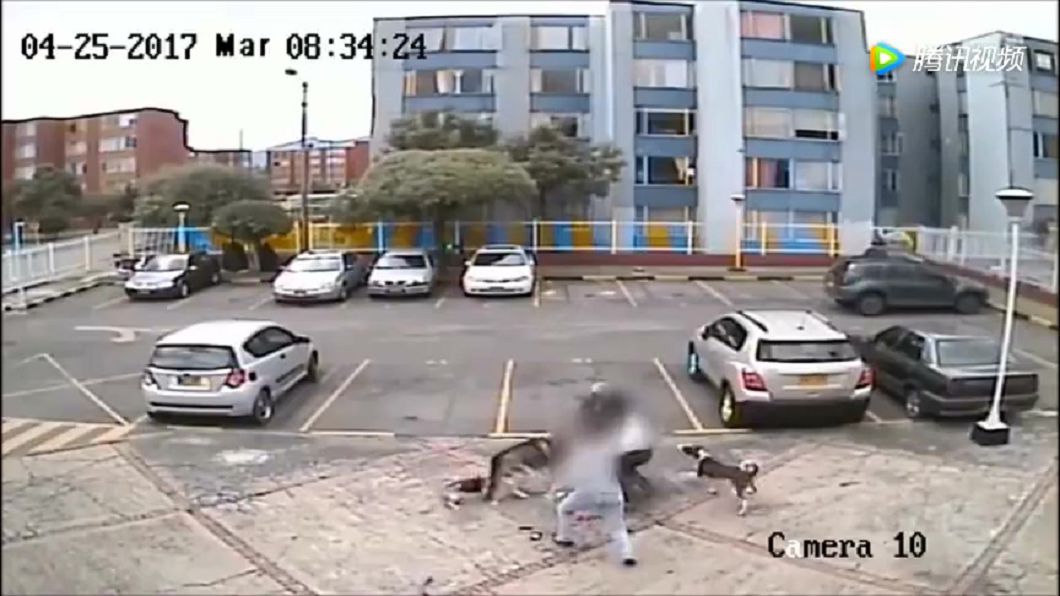 鬥牛犬沒牽繩暴衝!狠撕咬哈士奇 人狗扭打拉不開
