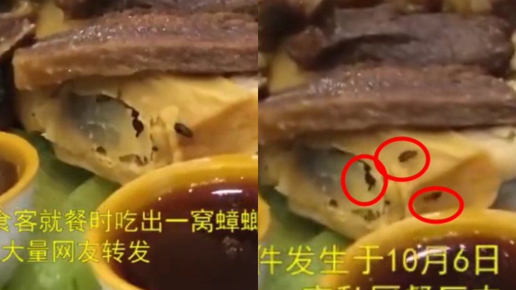噁心!成群蟑螂菜餚上四處亂竄 客人嚇瘋驚聲尖叫