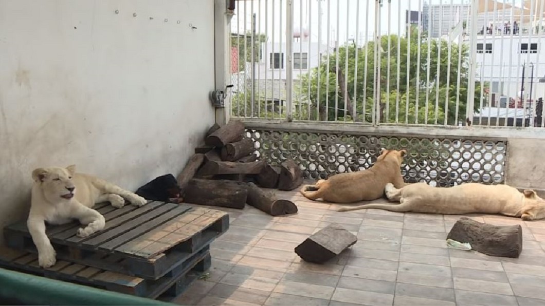 長年有動物咆嘯…鄰居痛苦 警上門驚見3頭獅子