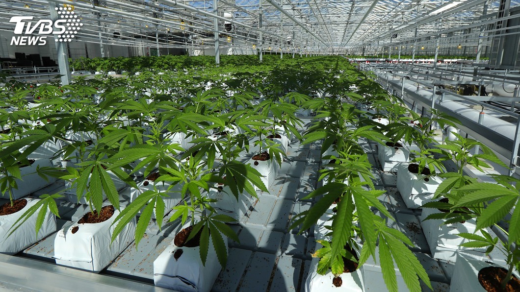 加拿大大麻合法化 健康及交通安全問題成隱憂