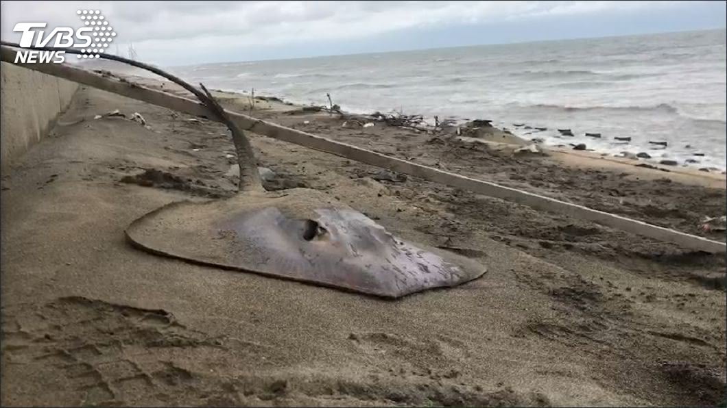 魟魚「神經毒」致命? 釣客倒臥海堤手上2個洞