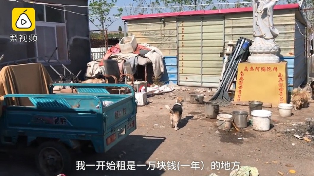 月花7萬收百隻浪犬 司機「天天僅吃一頓餐」賣車救狗