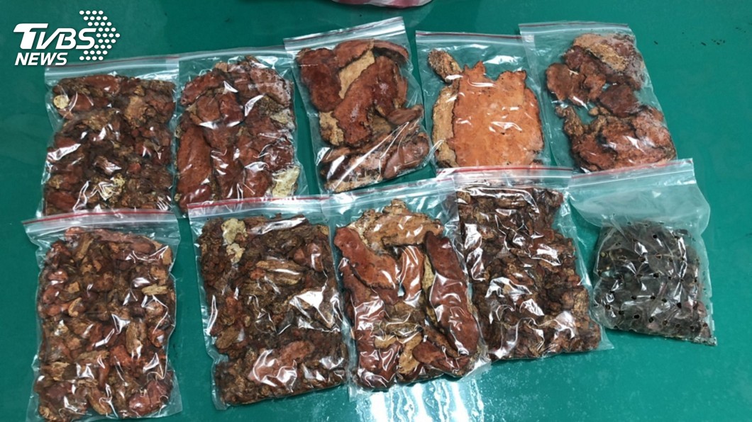 直搗山老鼠窩 盜採牛樟芝鈔票大小要逾10萬