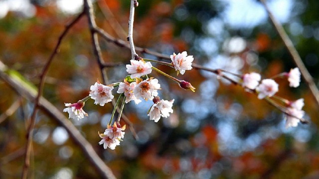 氣候異常!日本櫻花提前開 民眾憂明年沒花可賞