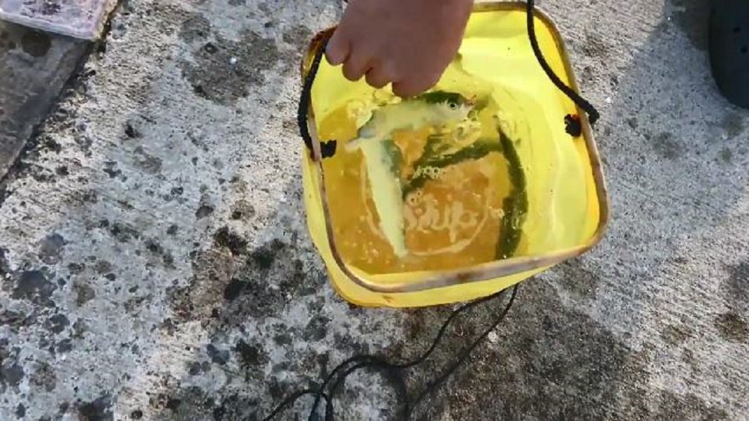 海水升溫鯖魚變少 日本海域螃蟹意外大豐收