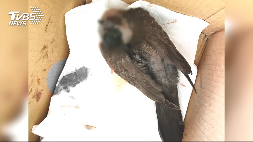 重傷斑鳩被丟診所門口!醫師急救治 遭抹黑沒愛心