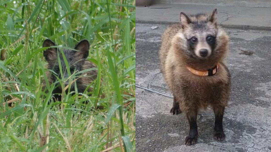 好心撿貓回家養「獸醫說是狗」 長大一看竟是神話級動物
