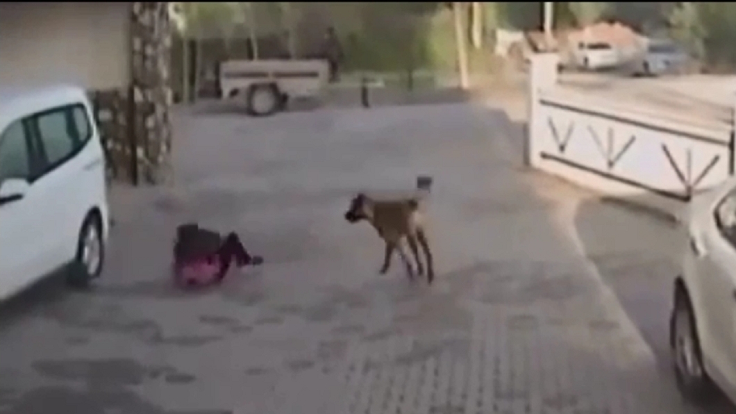 8歲女童遭比特犬瘋狂狠咬　頭皮撕裂傷口見骨