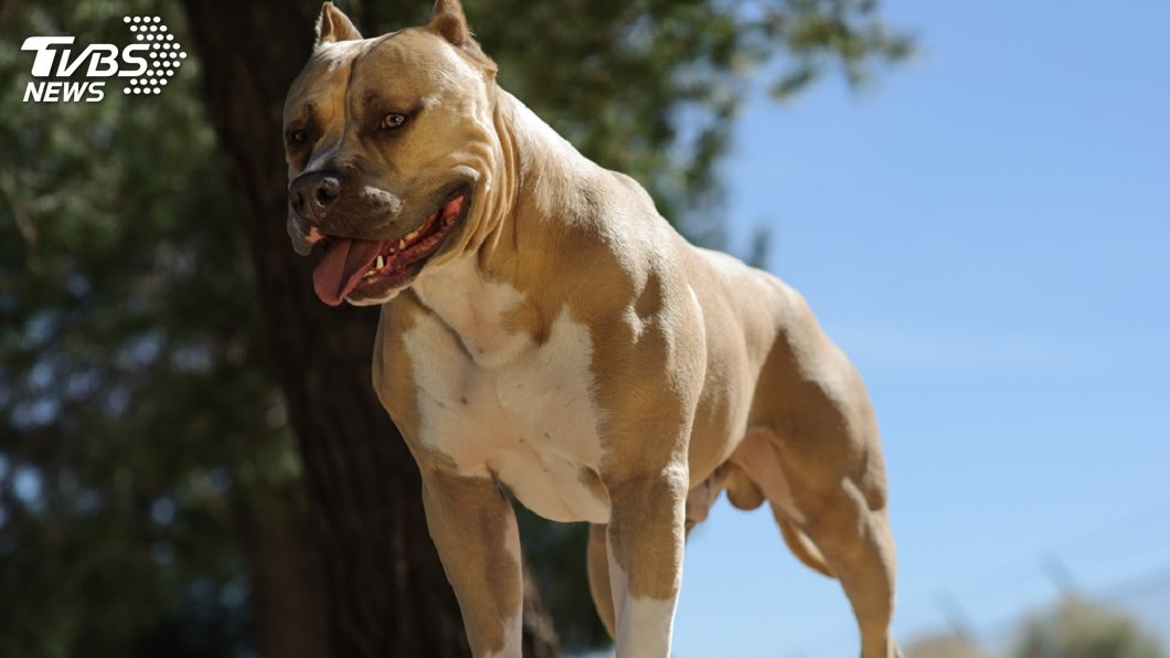 比特犬全台破千隻 農委會:確實調查加強管制