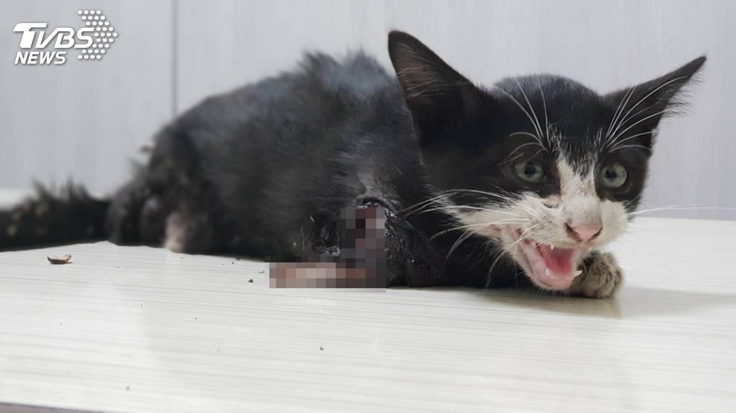 前後腳被硬生生擰斷… 小貓命危急救中