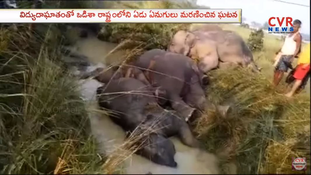 圖/翻攝自YT,CVR Telugu News頻道