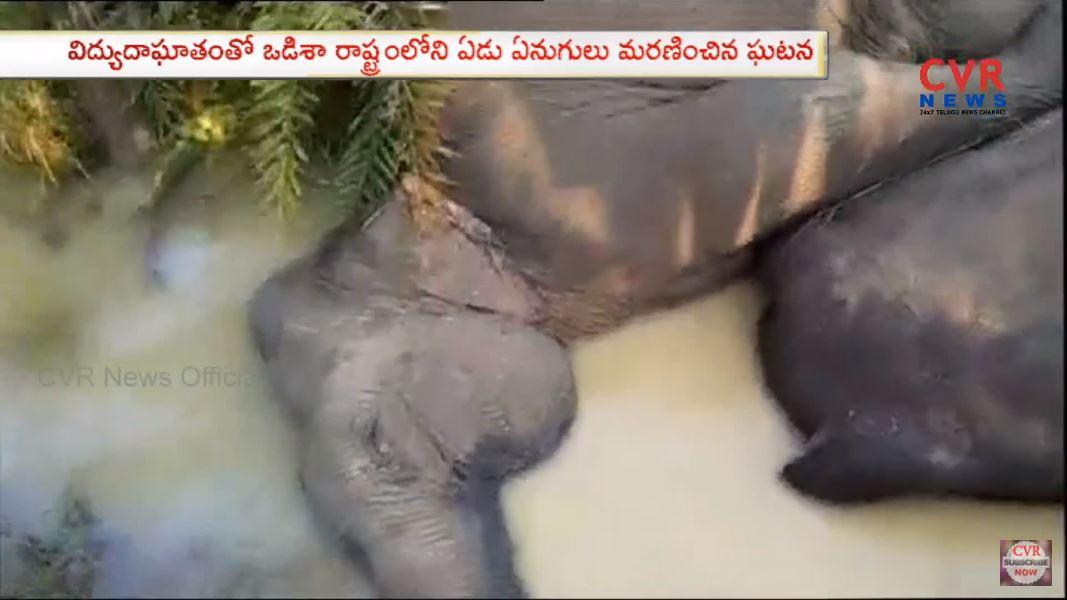 圖/翻攝自YT,CVR Telugu News頻道