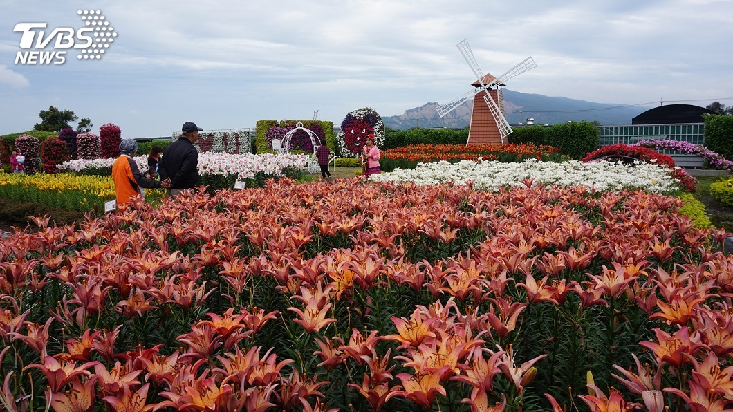 中社花市溫帶球根花卉季開幕 50種百合吸睛