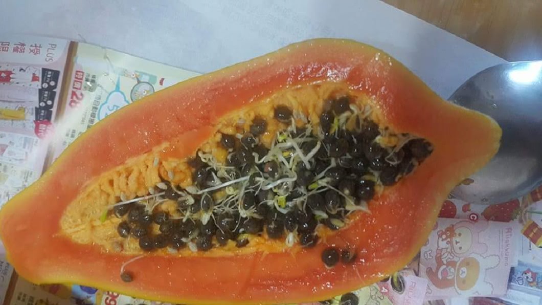 切開木瓜送「豆芽菜」? 網狂笑:今晚加菜