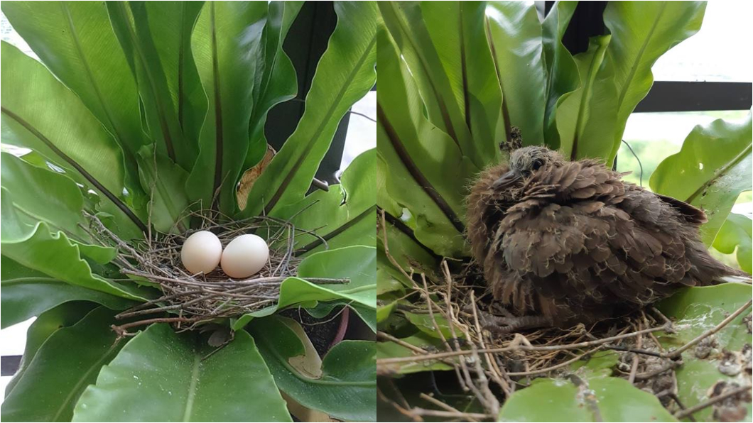 野鳥在陽台下蛋 網友提醒:千萬別摸