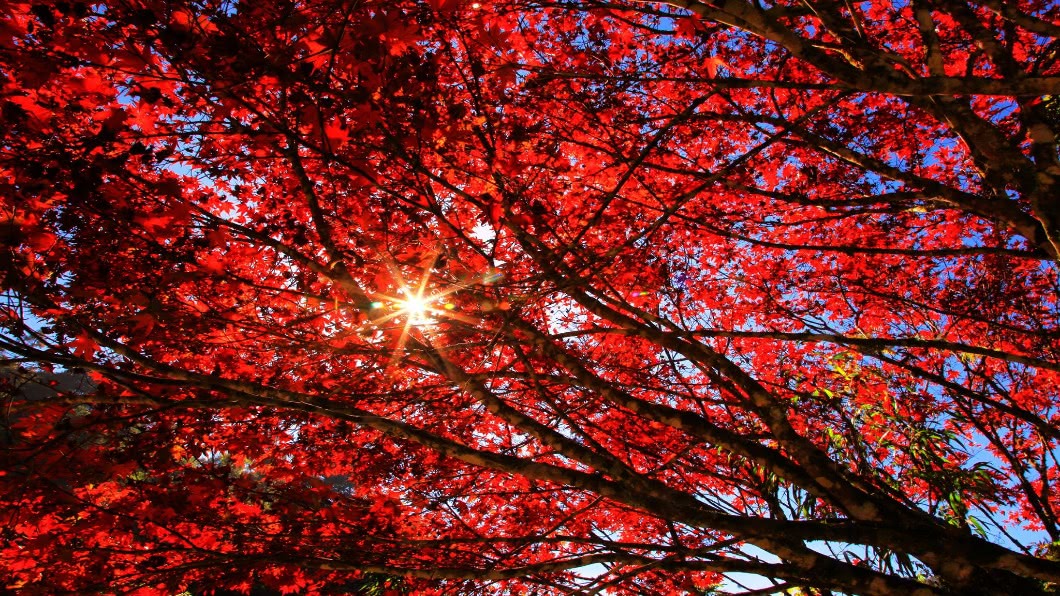 秋意濃!杉林溪紅楓、11月賞雪螢 遊客盛讚美景動人