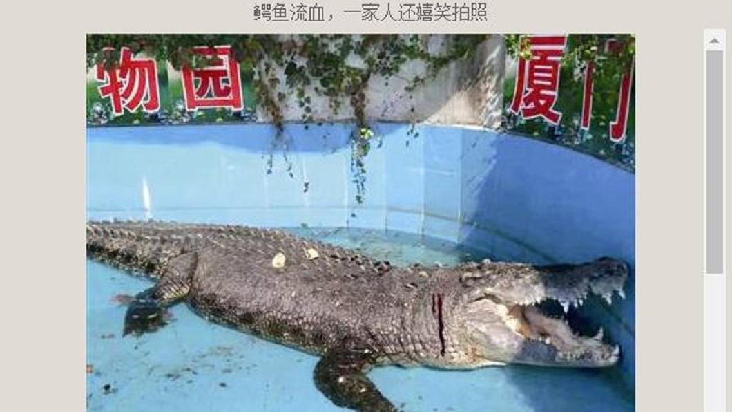 懷疑「是不是模型」 遊客狠丟石砸傷台灣鱷魚王