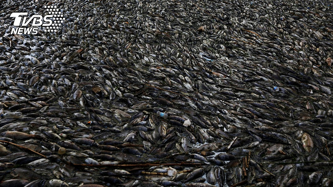 伊拉克千噸鯉魚一夜暴死 屍體多到滿上岸