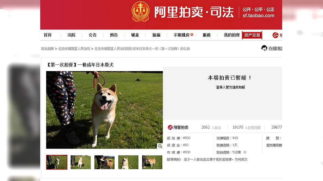 被主人丟包3年多 4歲柴犬「蹬蹬」遭法拍抵債