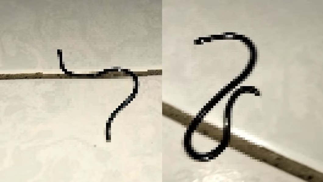 家有異生物「全黑反光還蛇行」 專業網急喊:別殺牠