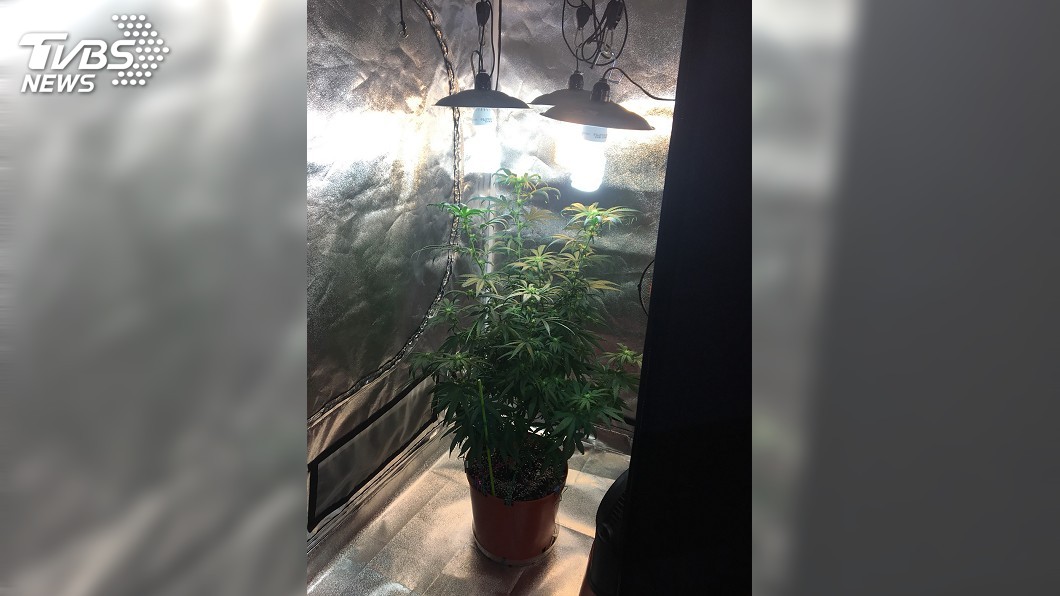 旅美歸國華裔種大麻　北市警破獲送辦